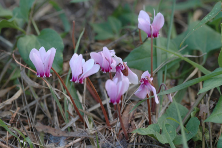 Cyclamen hederifolium / Ciclamino napoletano